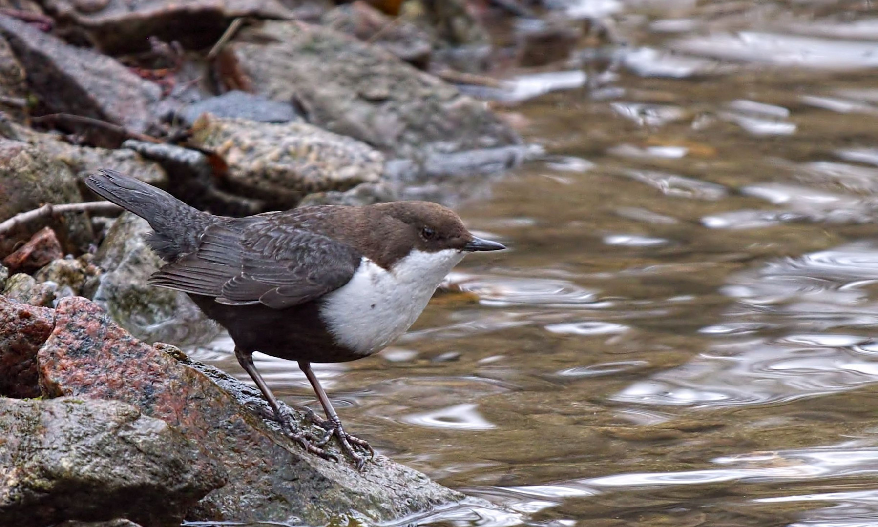 * Wasseramsel *