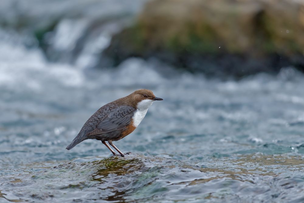 Wasseramsel