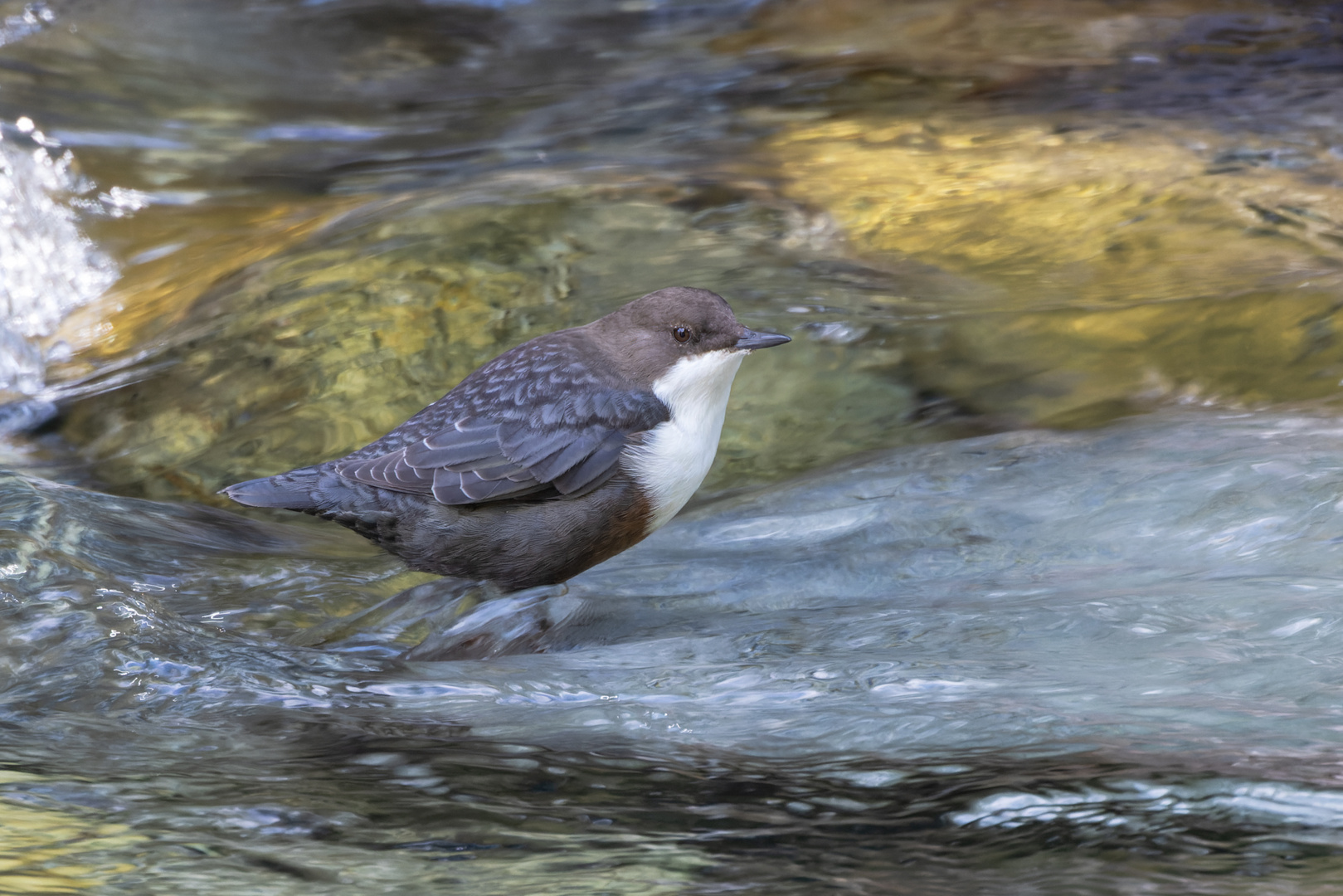 Wasseramsel