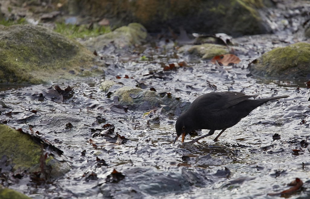 "Wasseramsel"