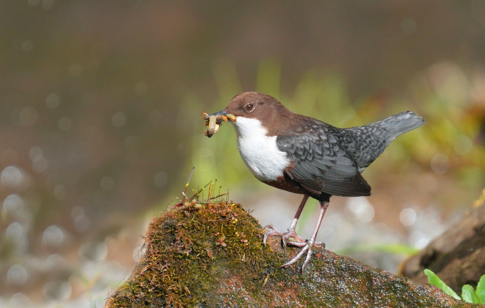 Wasseramsel