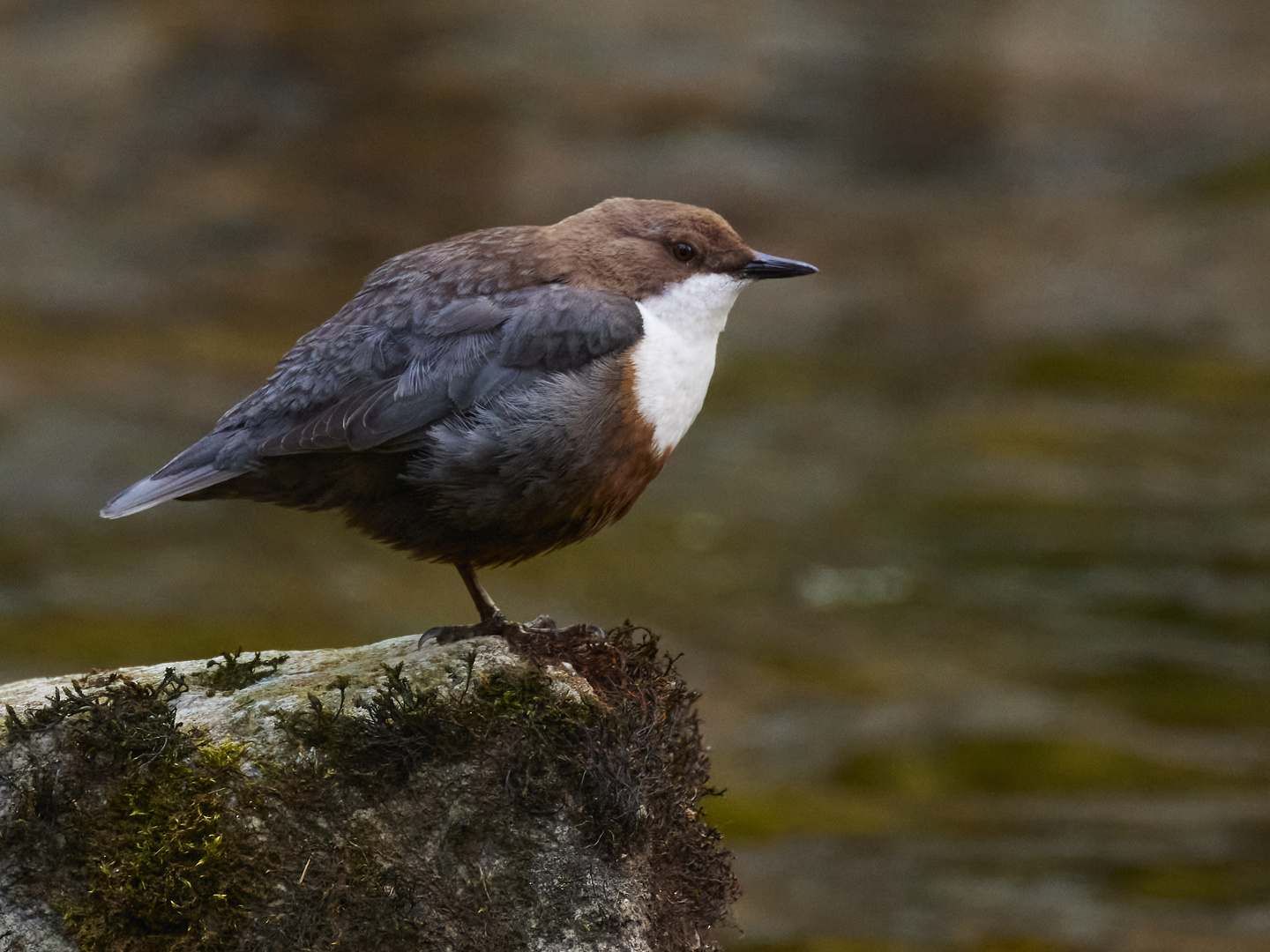 Wasseramsel