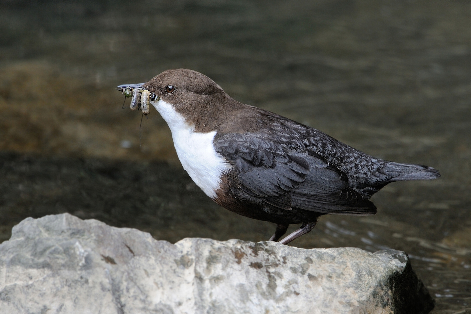 Wasseramsel 2