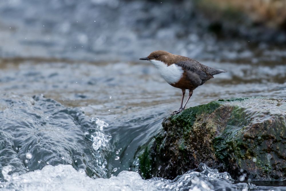 Wasseramsel 2