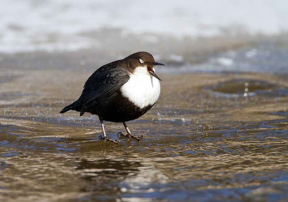 Wasseramsel 2