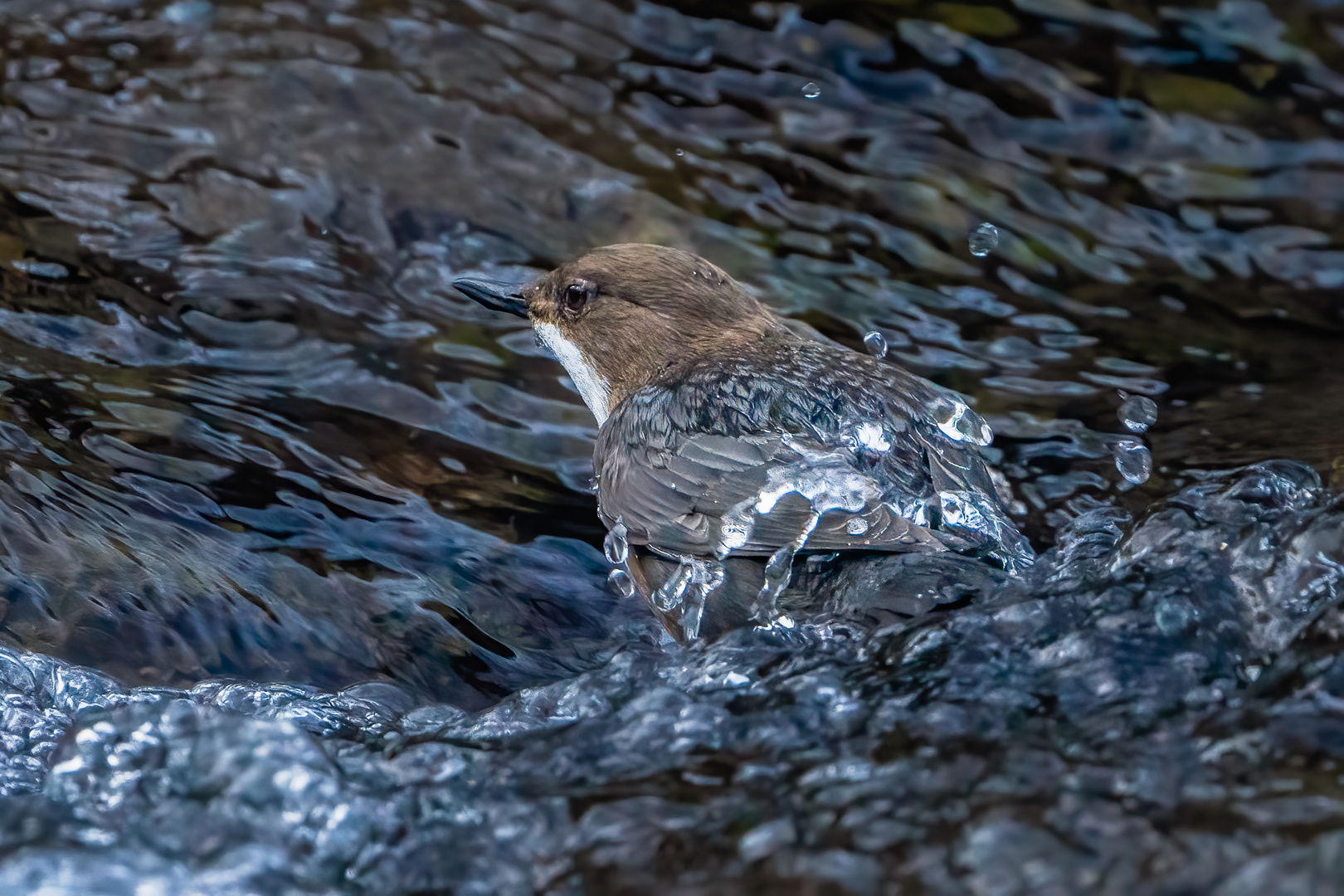 Wasseramsel 2