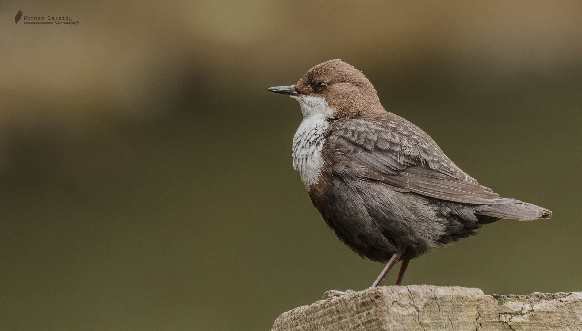 Wasseramsel 2