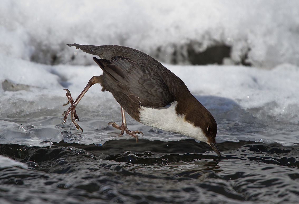 Wasseramsel 2