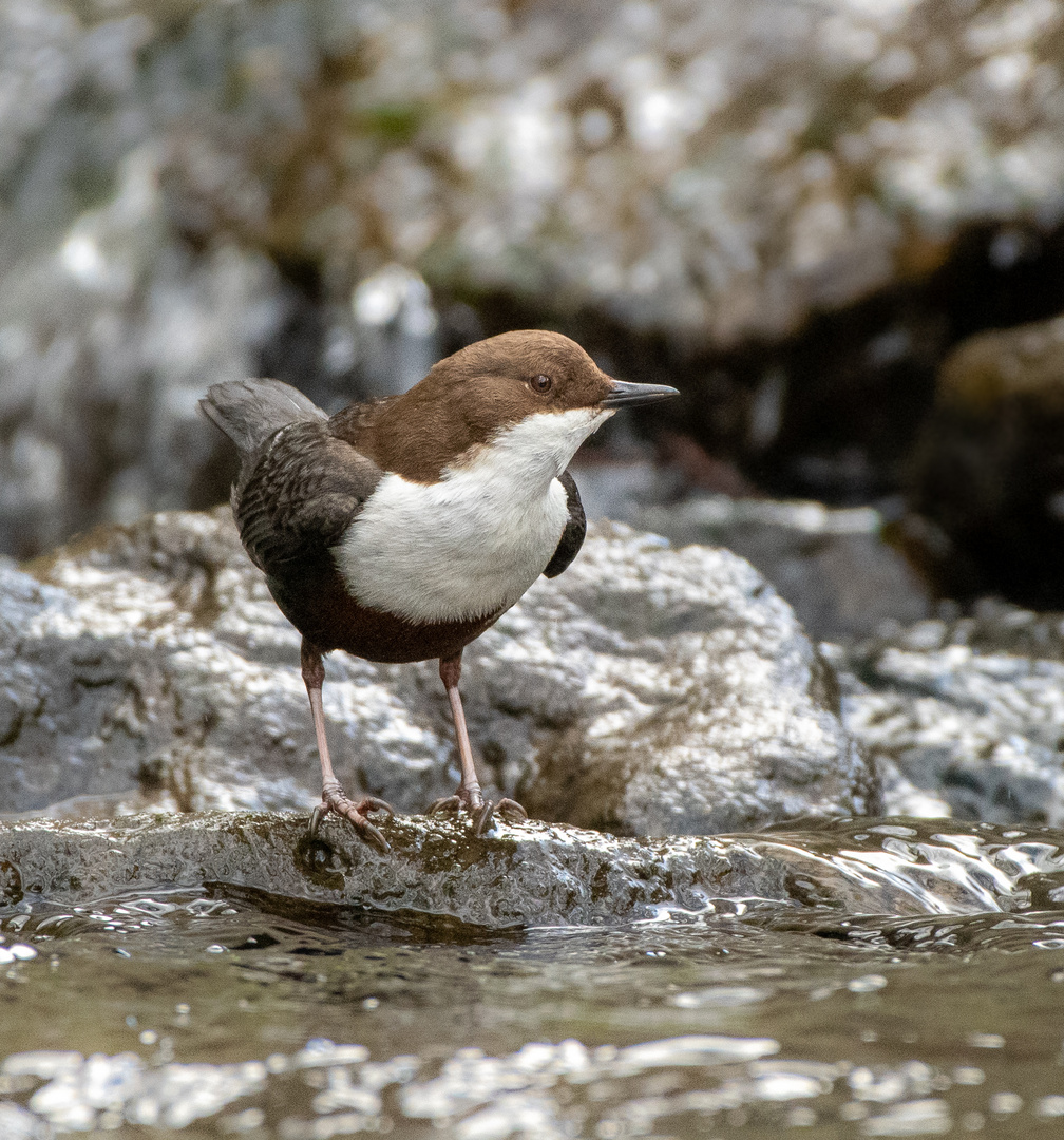 Wasseramsel 2