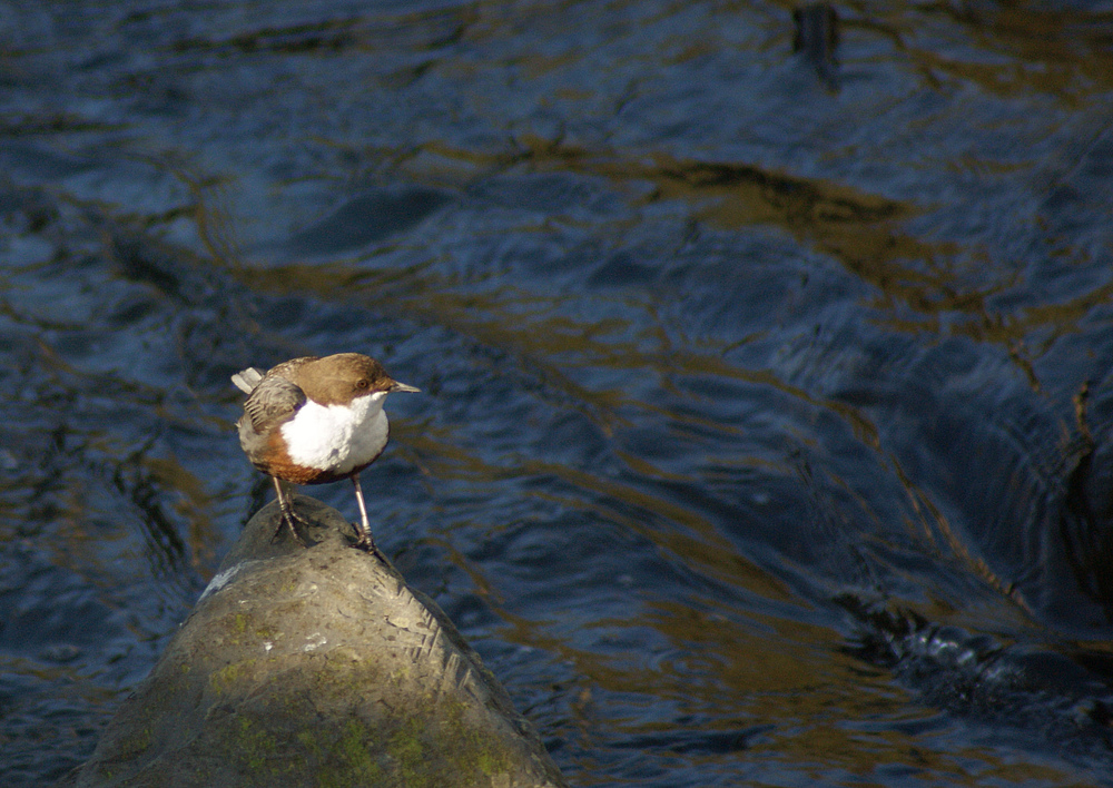 Wasseramsel 2