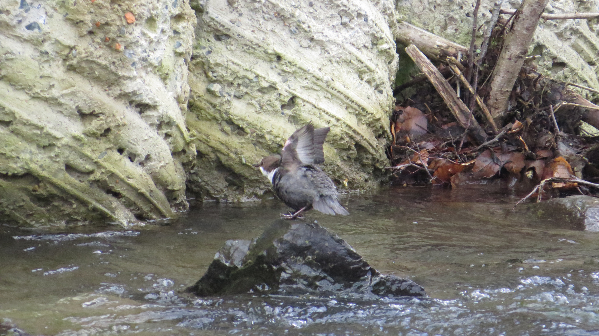 Wasseramsel 2 (Cinclus cinclus)