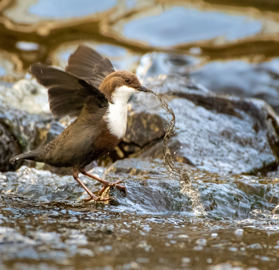 Wasseramsel 2