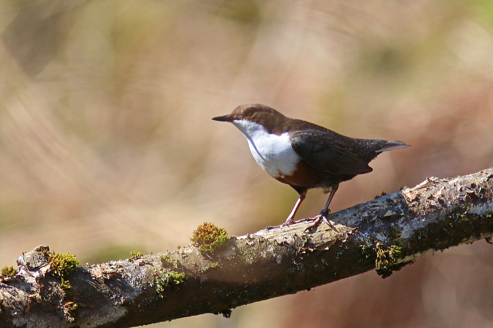 Wasseramsel 2