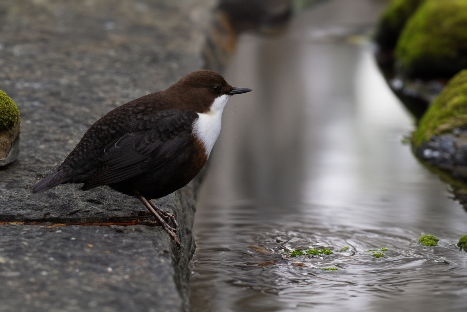 Wasseramsel