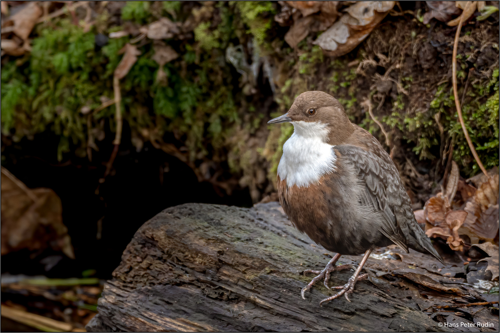 Wasseramsel