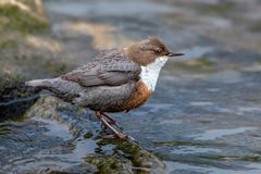 Wasseramsel 