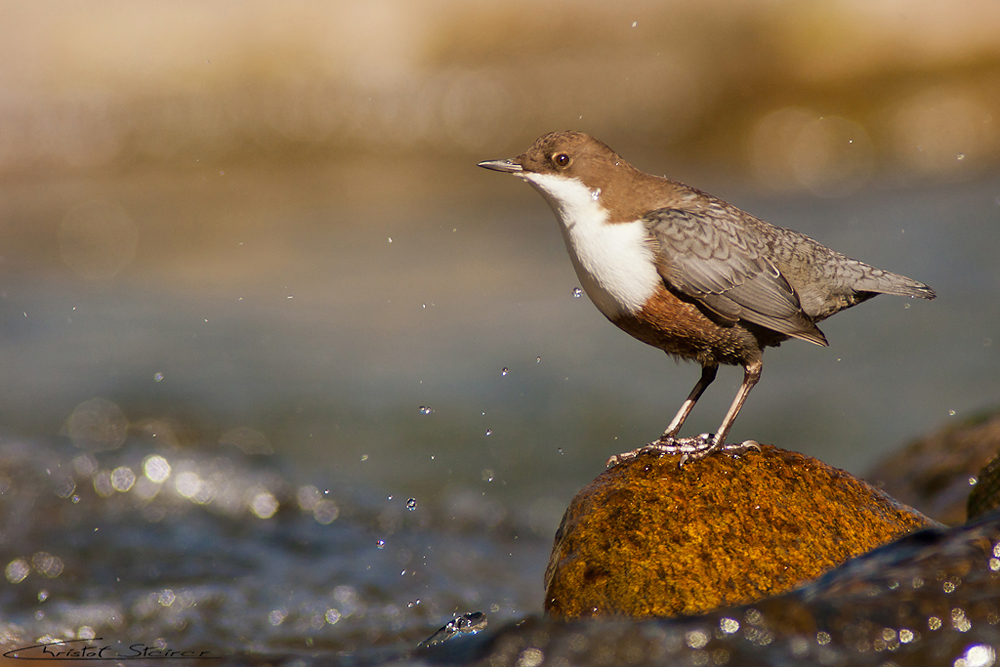 Wasseramsel