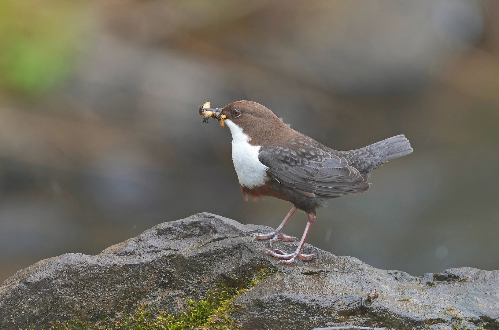 Wasseramsel