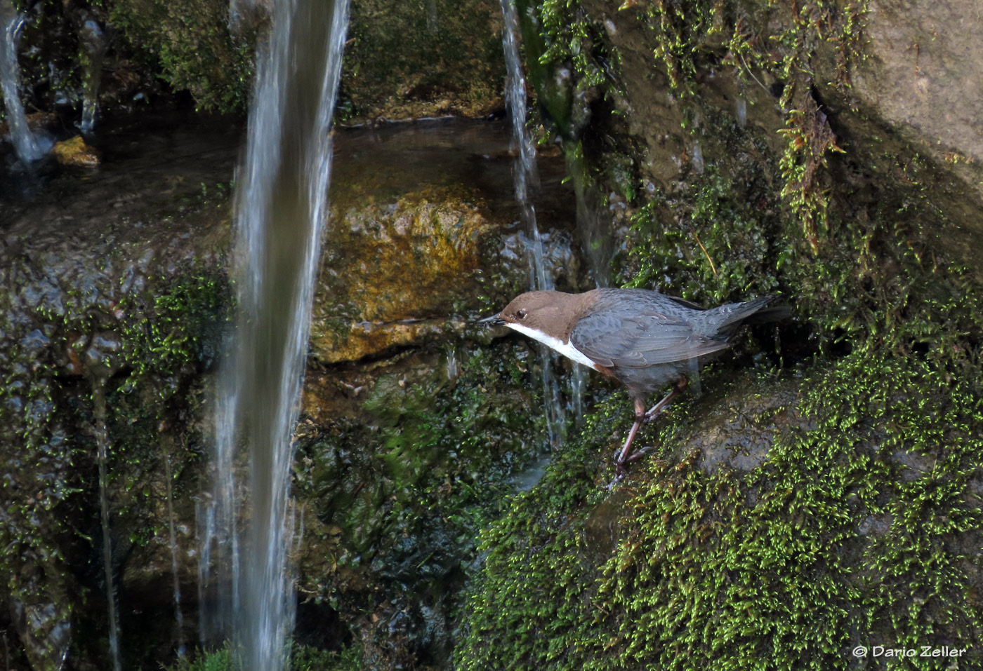 Wasseramsel