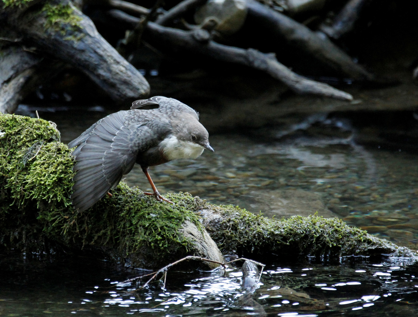 Wasseramsel