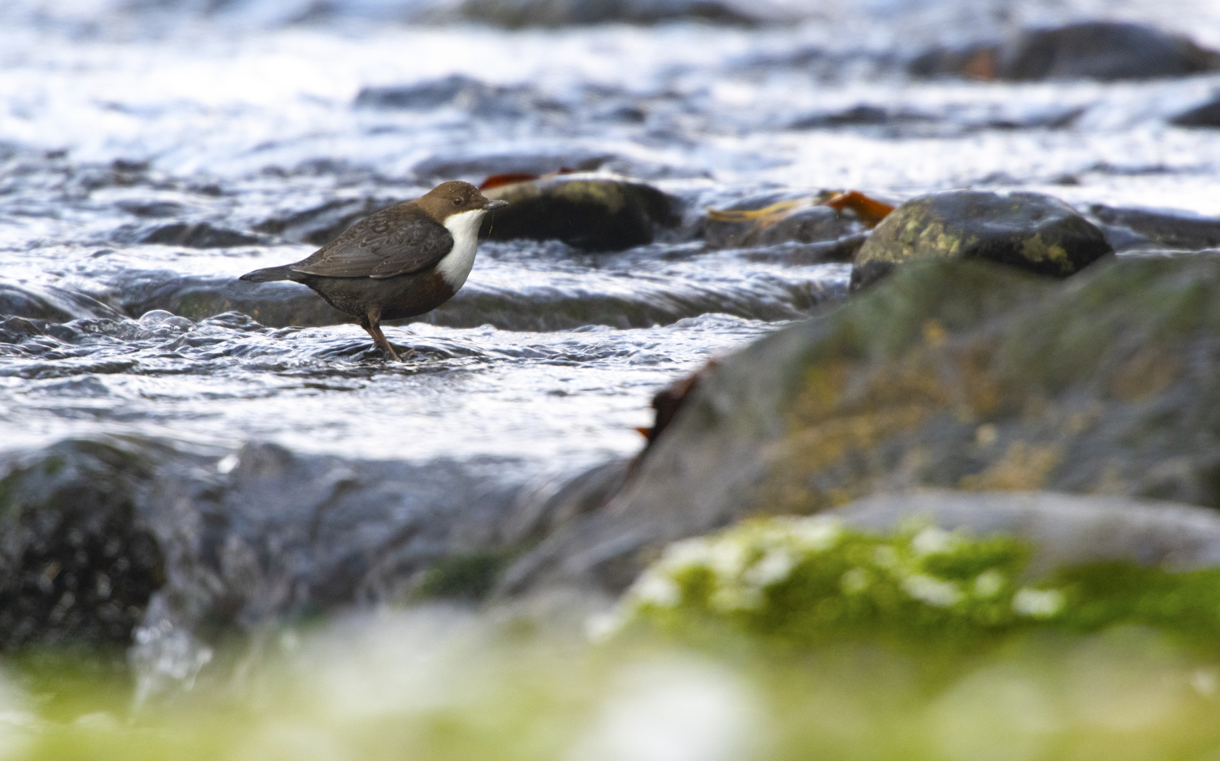 Wasseramsel