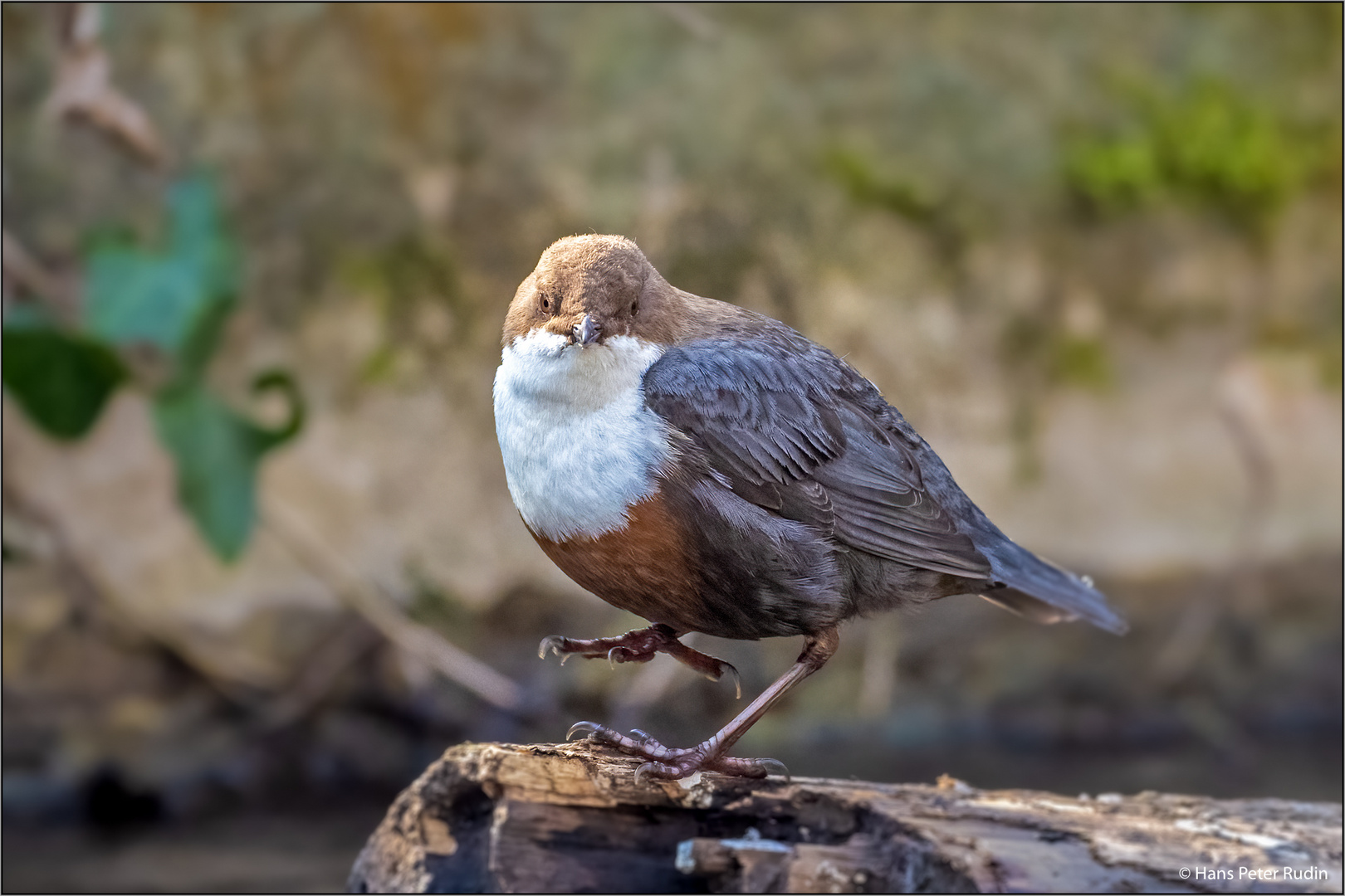 Wasseramsel