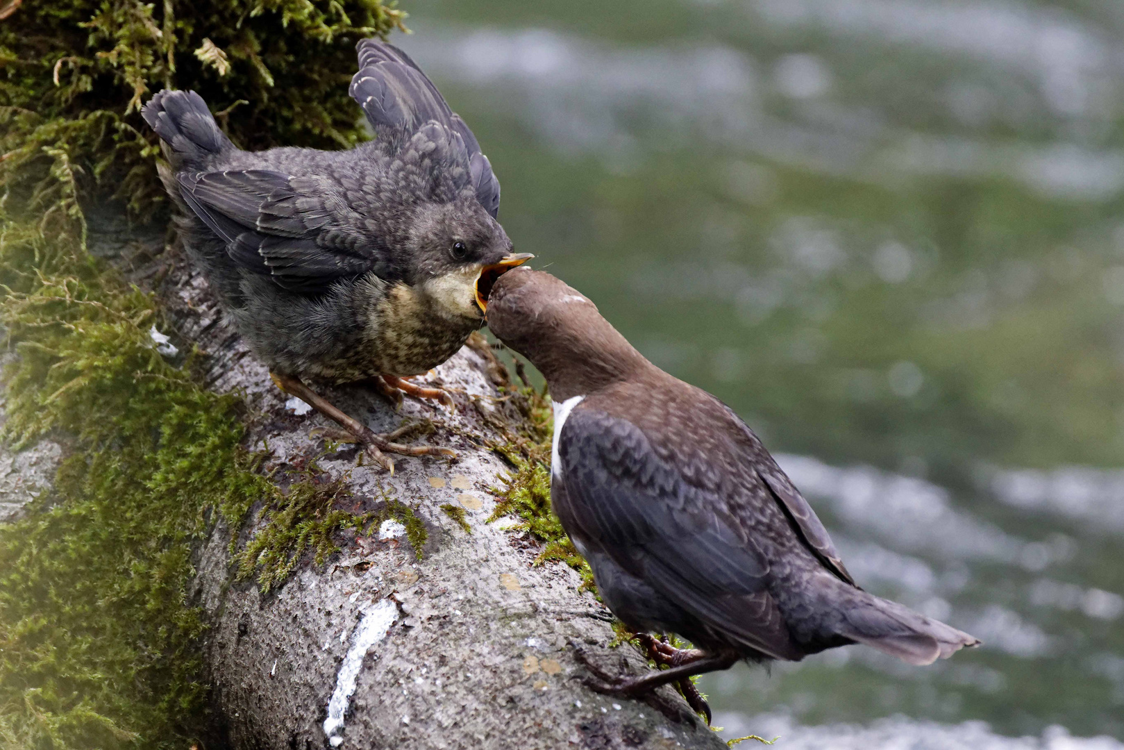 Wasseramsel