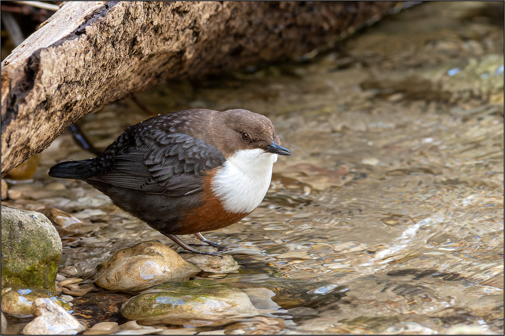 Wasseramsel