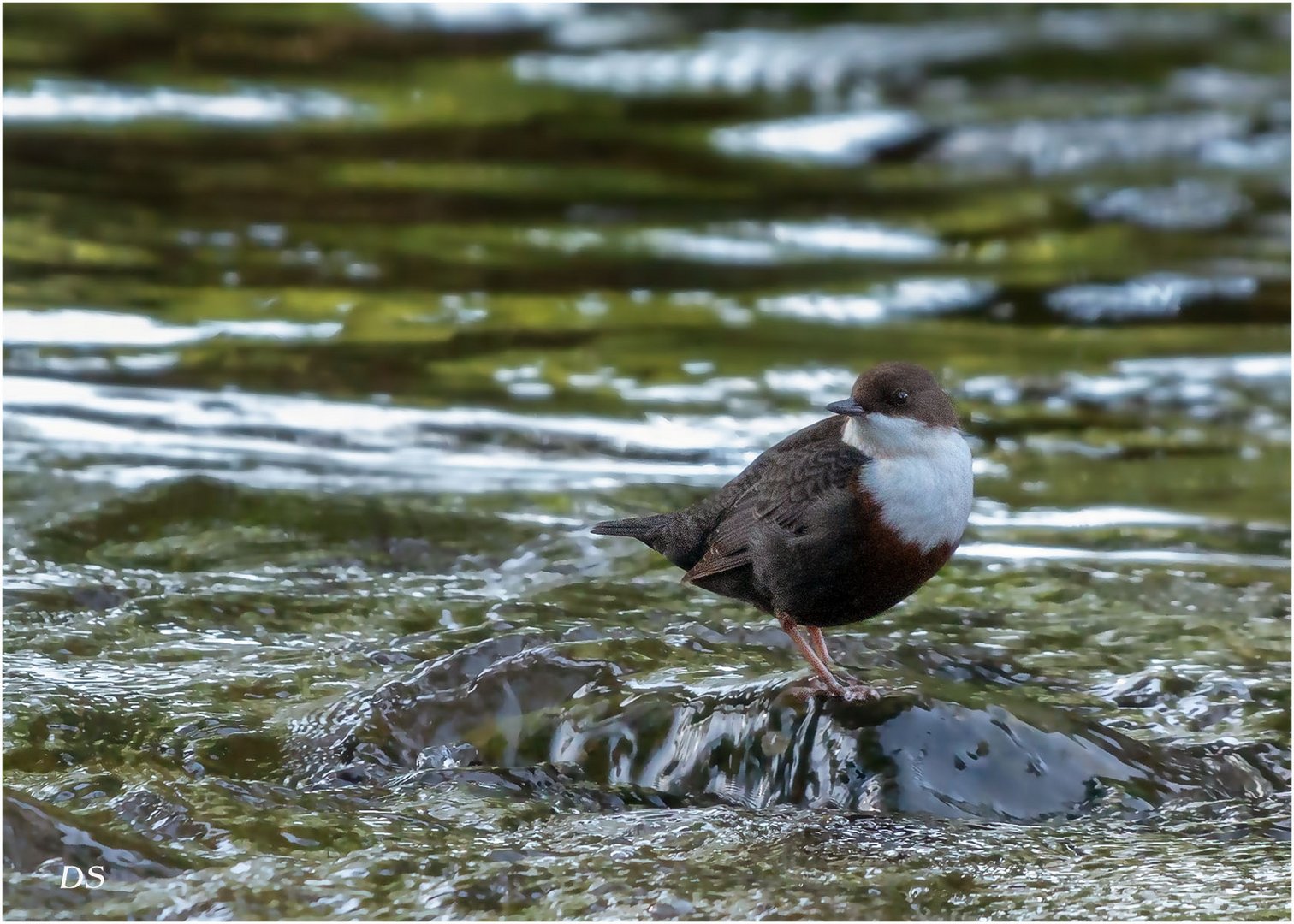 Wasseramsel