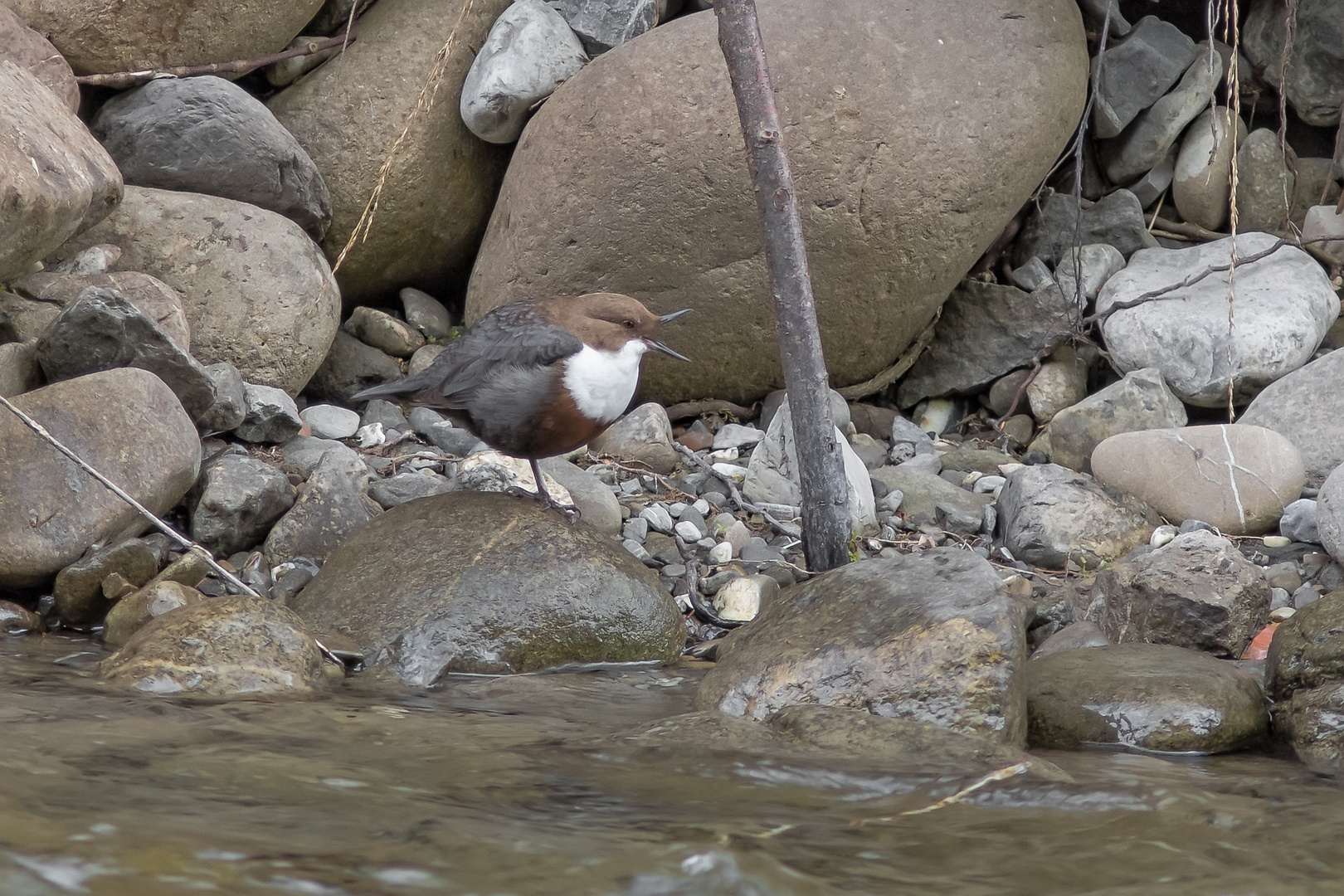 Wasseramsel