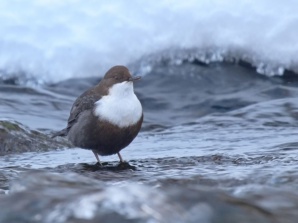 Wasseramsel