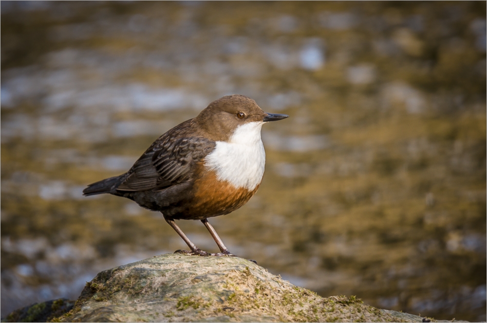 Wasseramsel