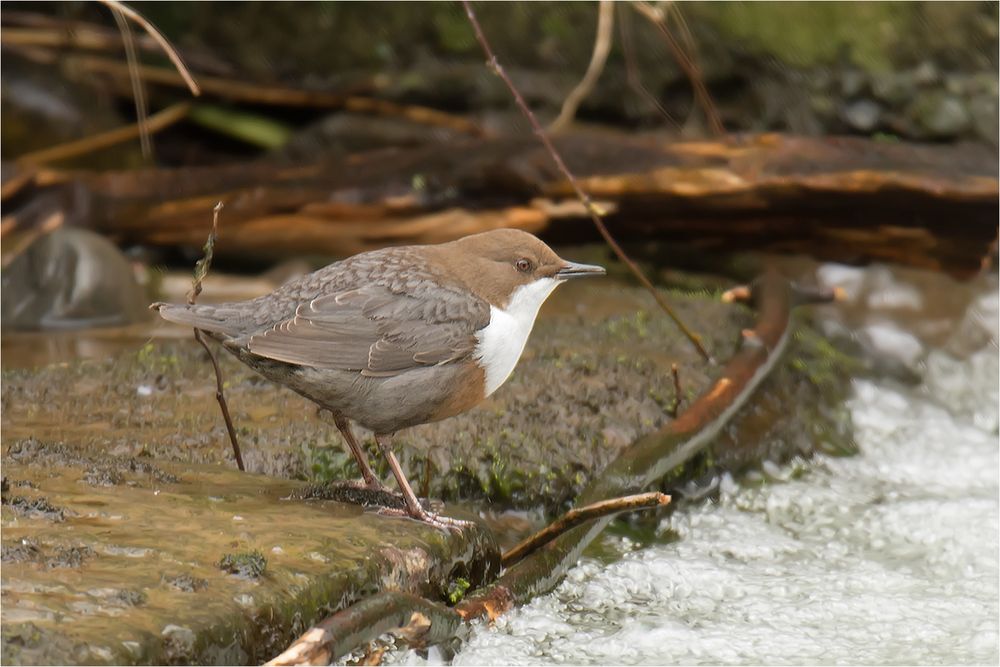 Wasseramsel