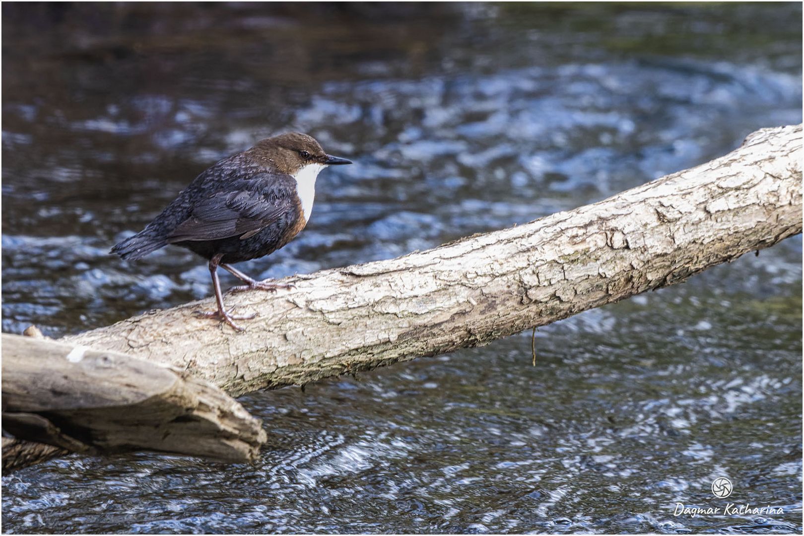 Wasseramsel