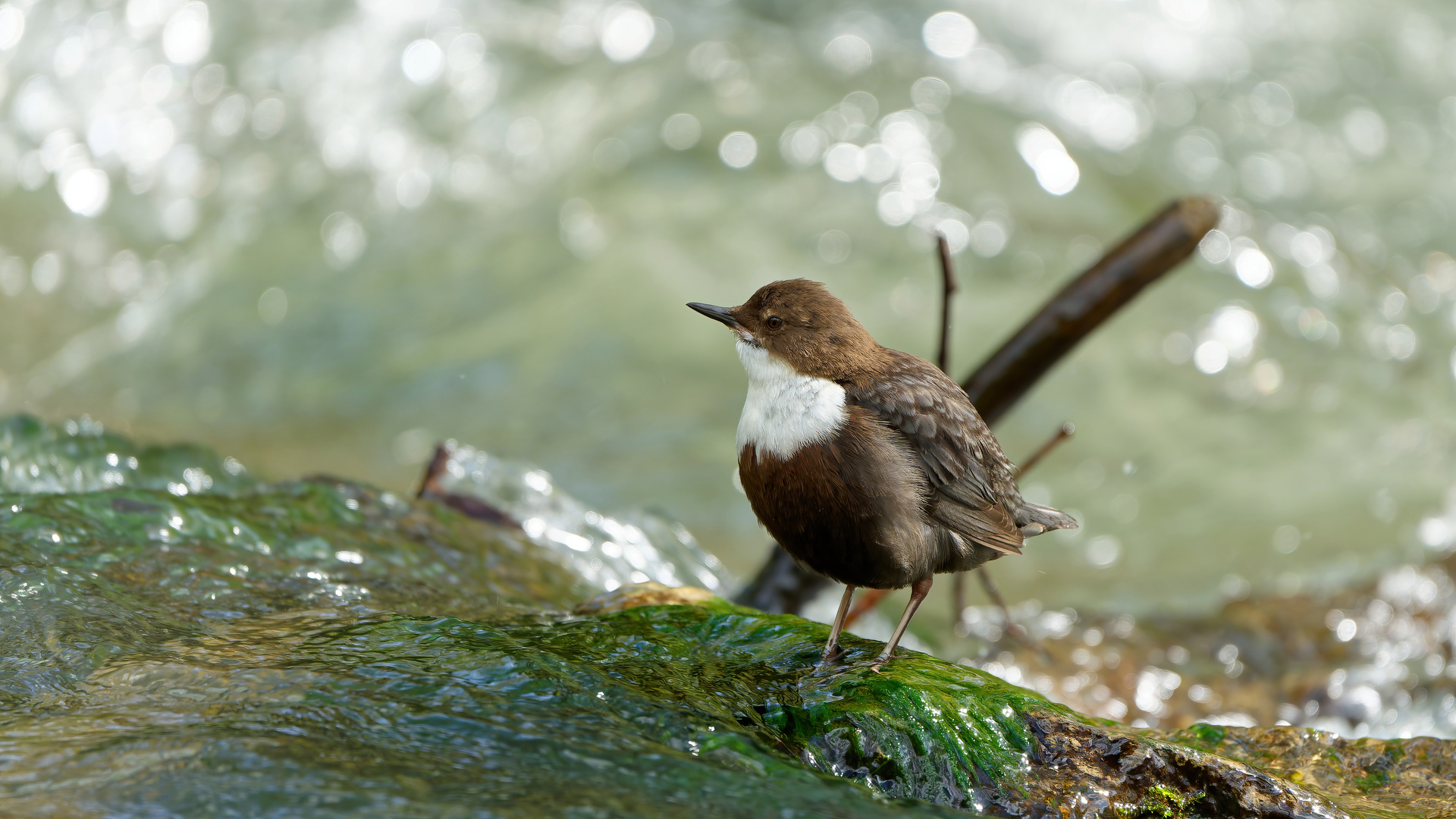 Wasseramsel 