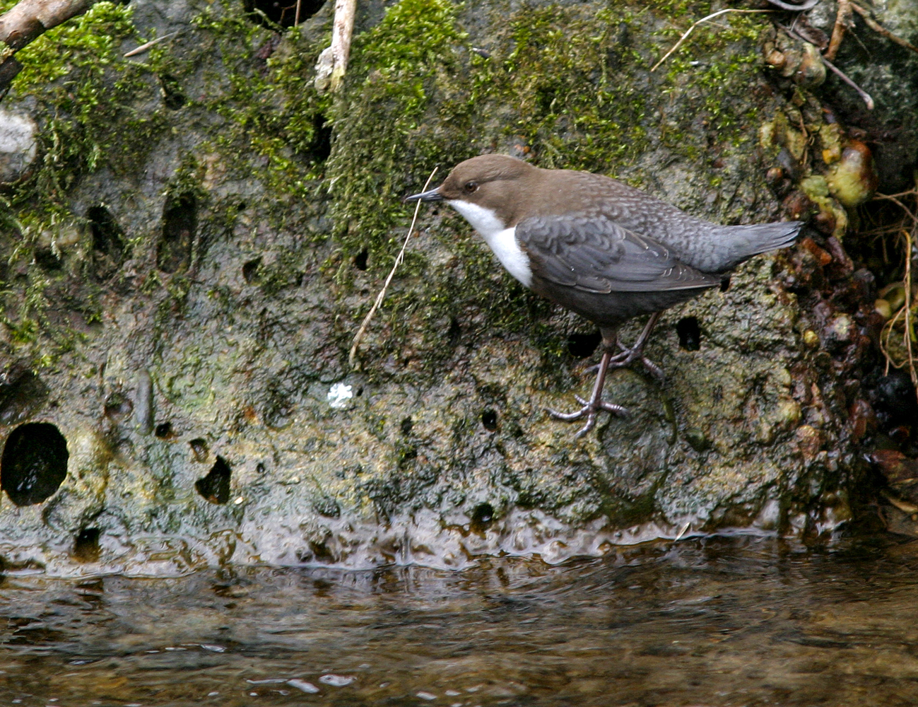 Wasseramsel