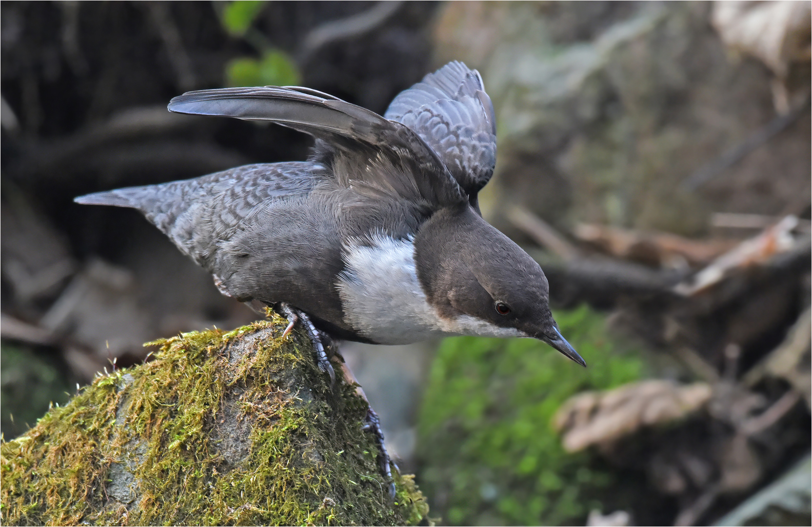 Wasseramsel