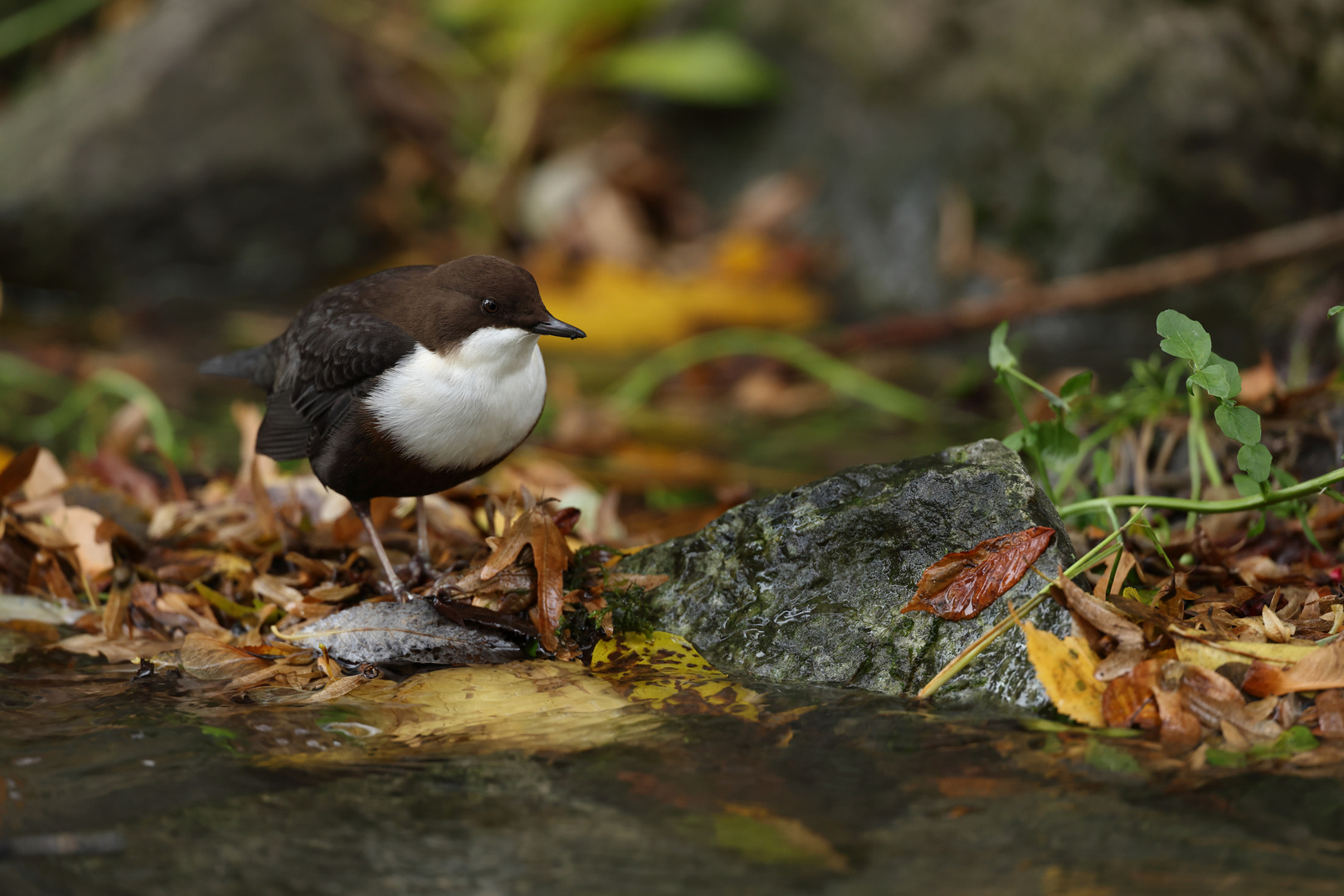 Wasseramsel