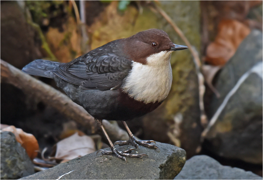 Wasseramsel