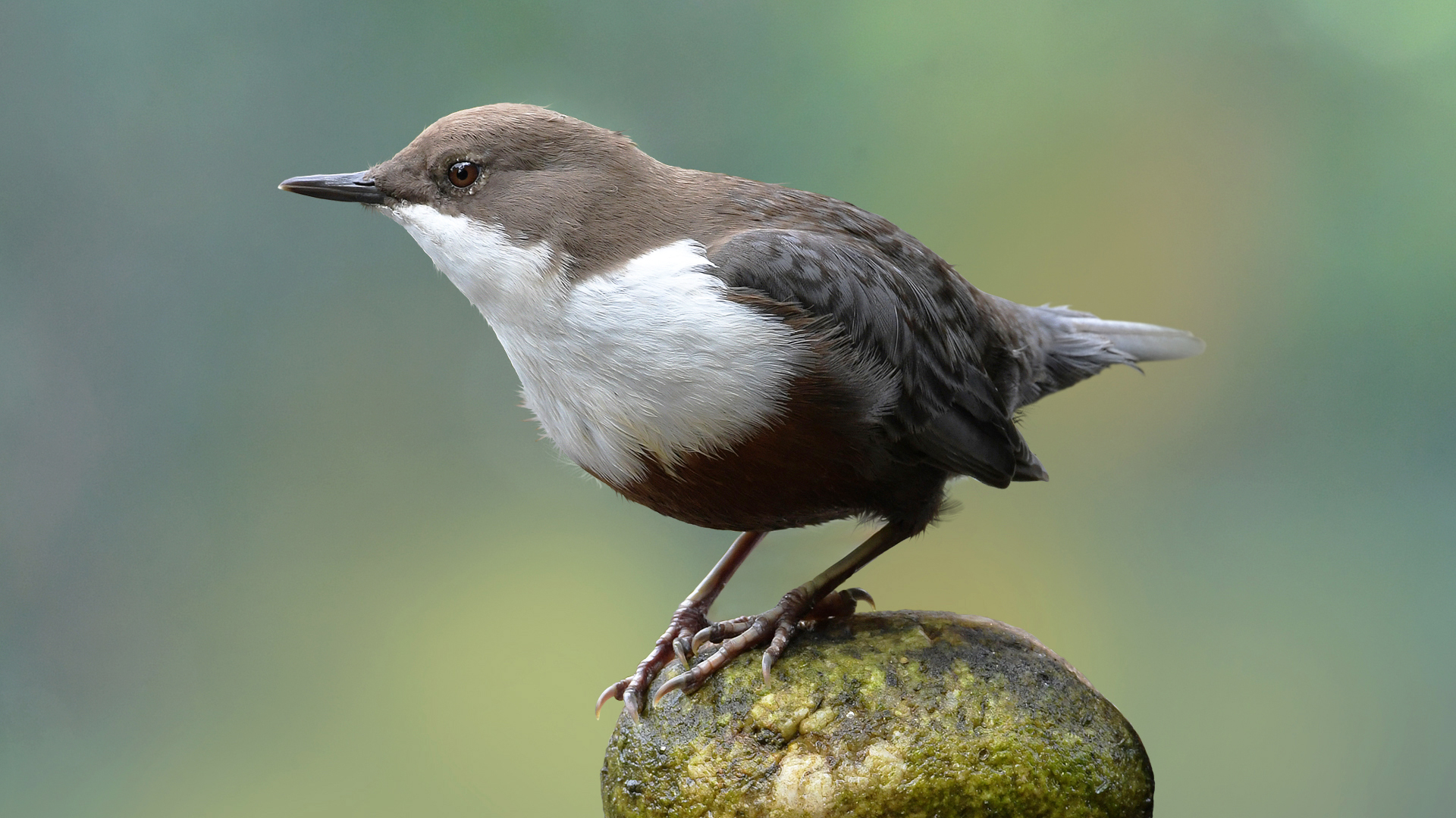 Wasseramsel