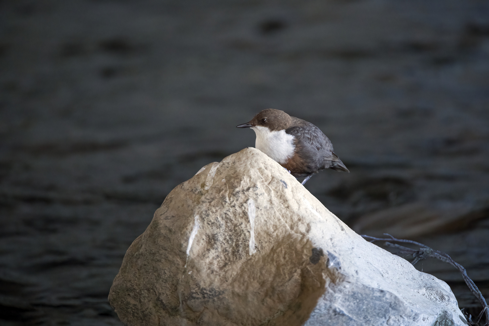 Wasseramsel