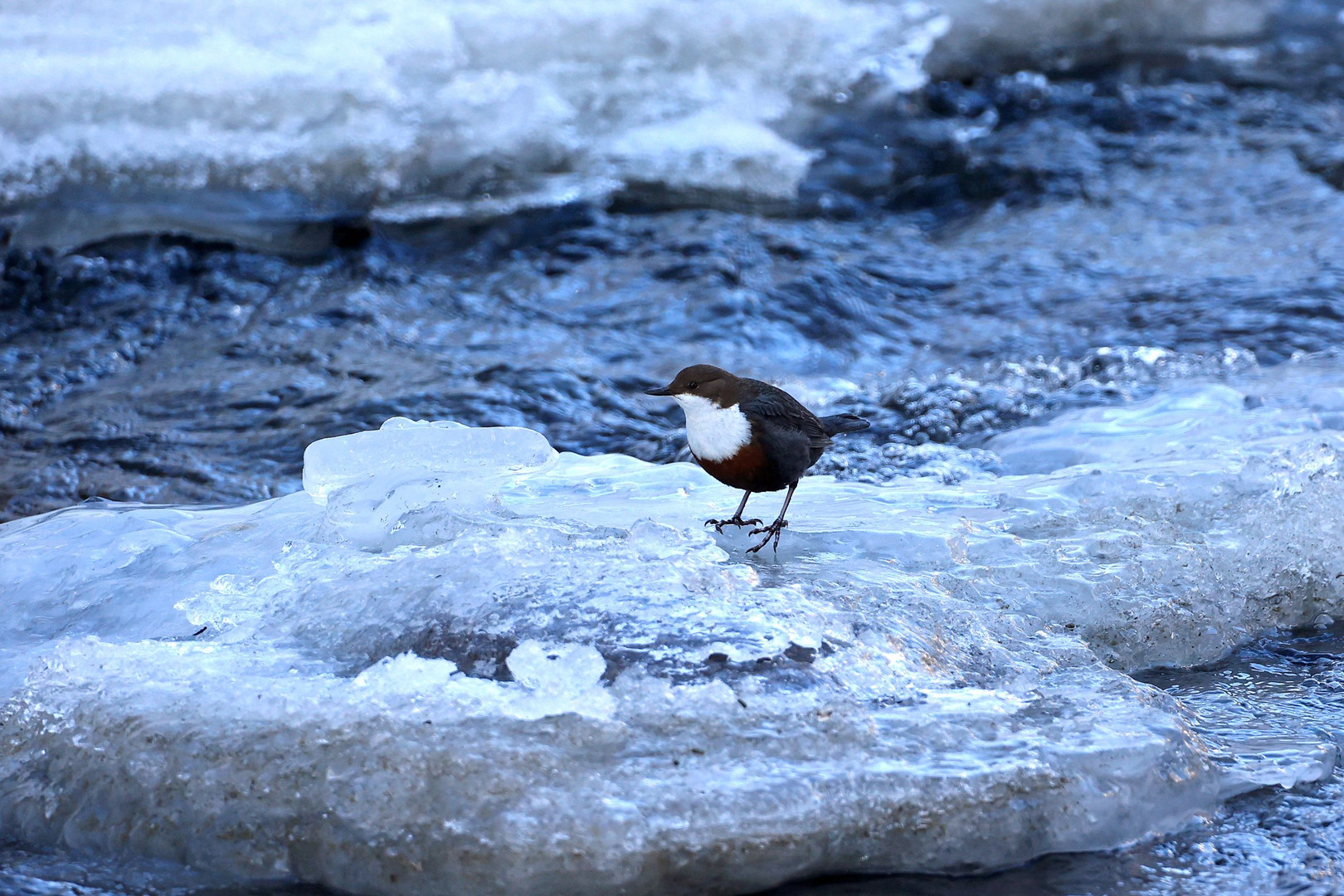 Wasseramsel