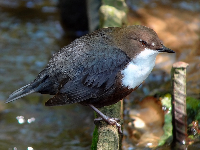 Wasseramsel