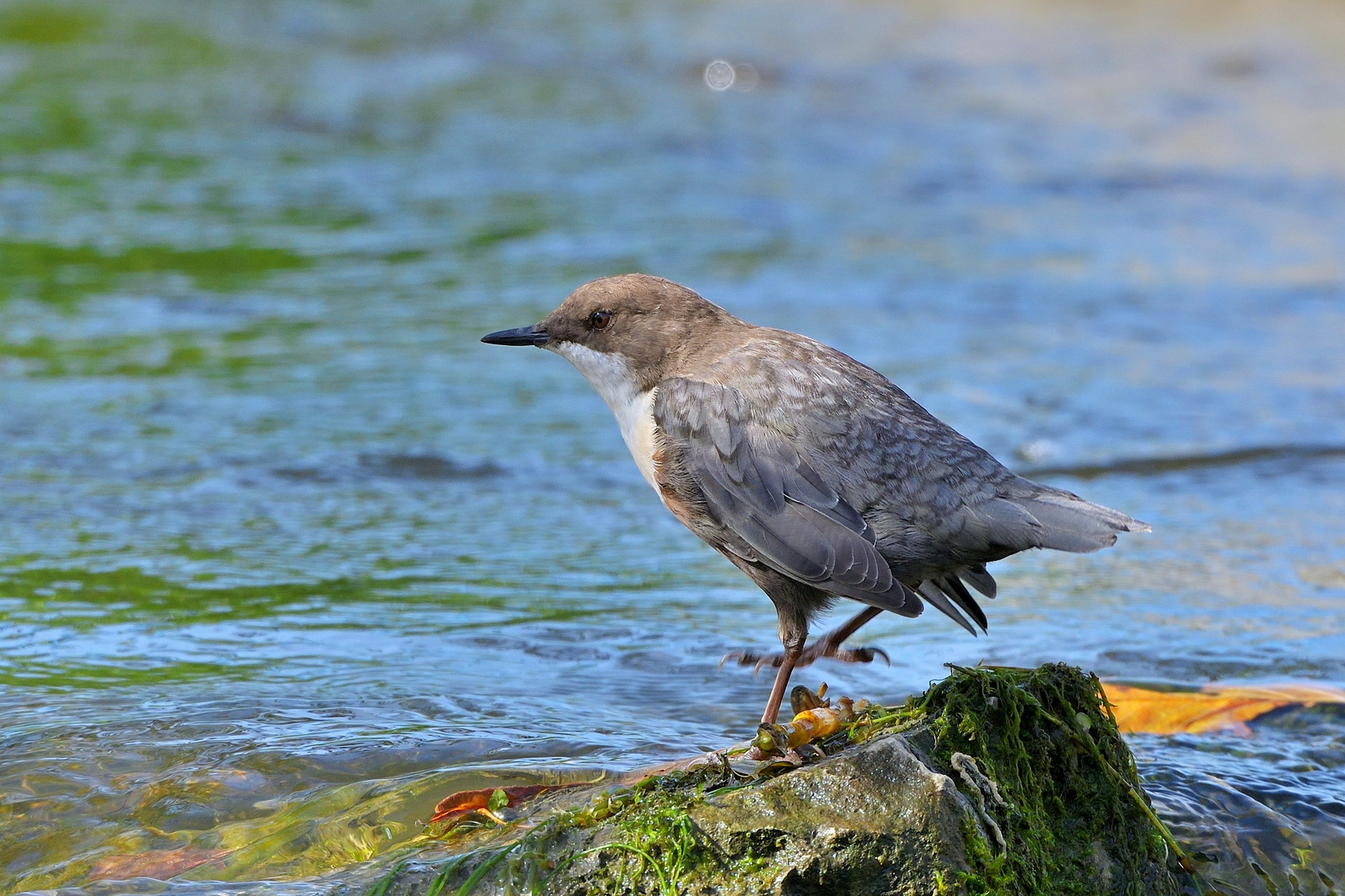 Wasseramsel