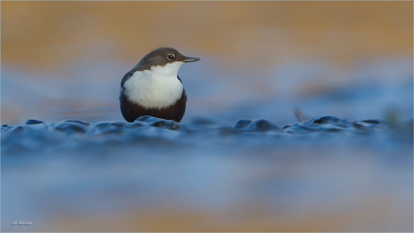 Wasseramsel