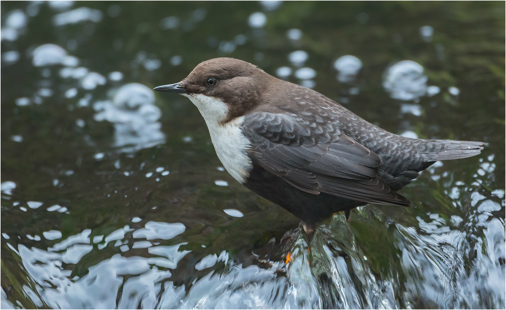 Wasseramsel