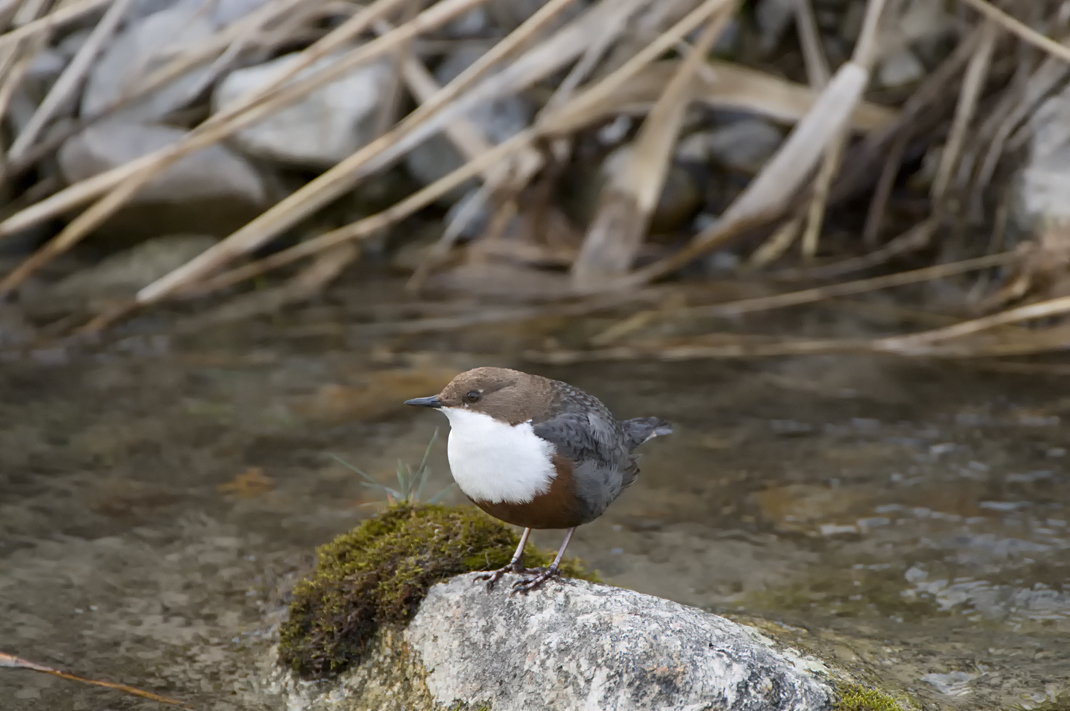 Wasseramsel