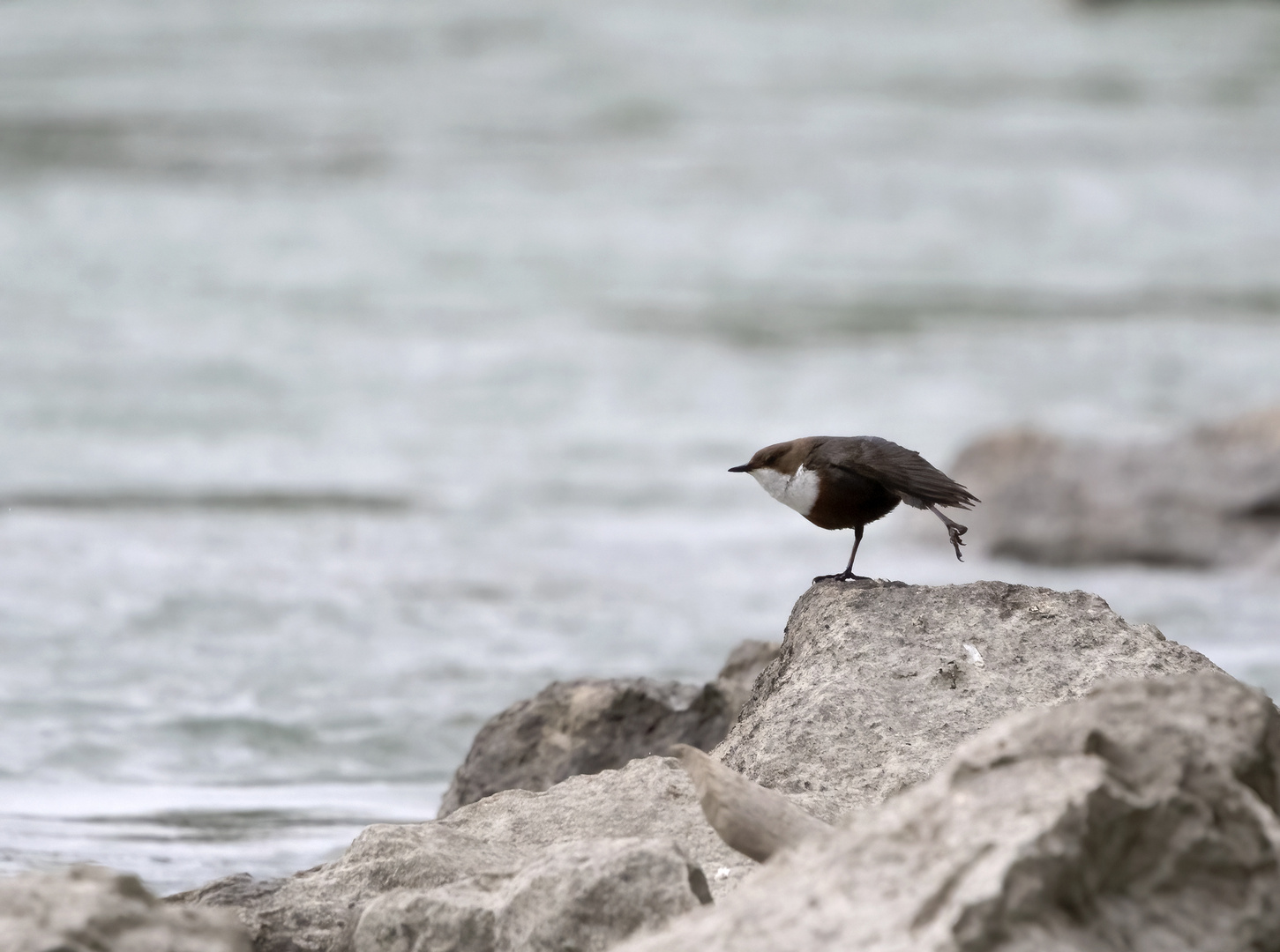 Wasseramsel