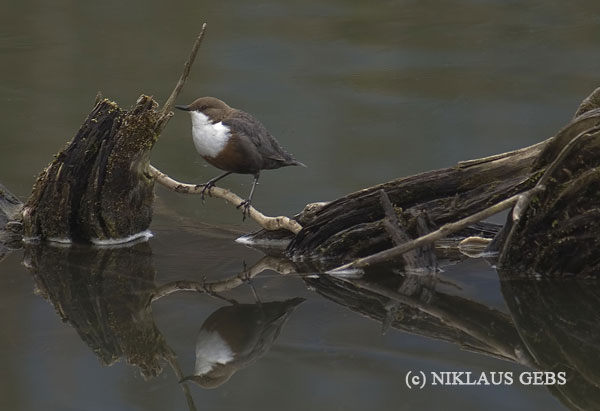 Wasseramsel