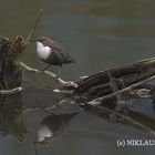 Wasseramsel